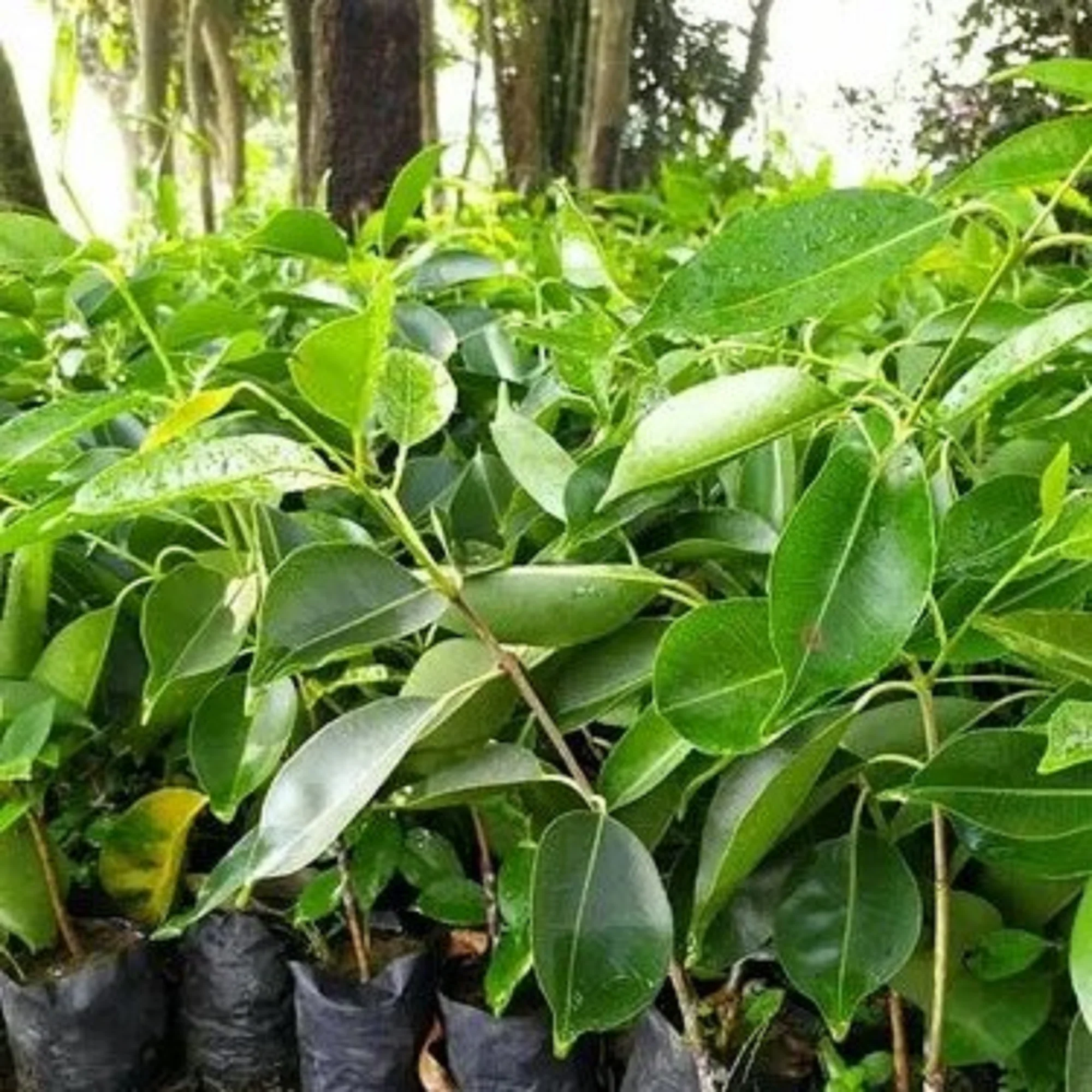 Τζαμπολάν - JAMBOLAN (Syzygium cumini) - 3